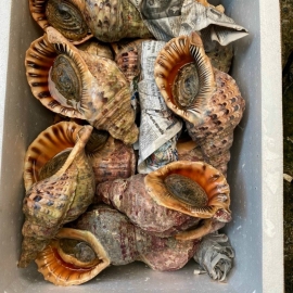 Ốc hoàng hậu VN