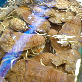 Tôm mủ ni trắng