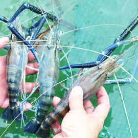 Tôm càng xanh Việt Nam