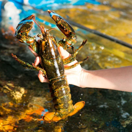 Tôm hùm Alaska sống