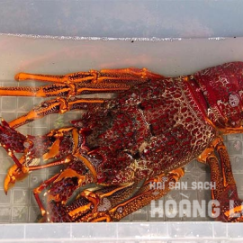 Tôm hùm Úc sống