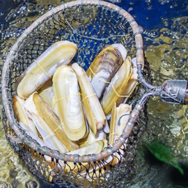 Ốc móng tay chúa