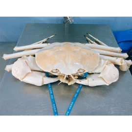 Cua Pha lê Úc sống