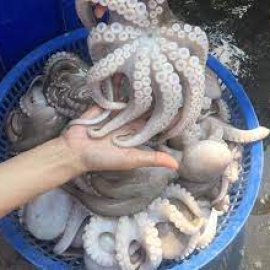 Bạch tuột tươi