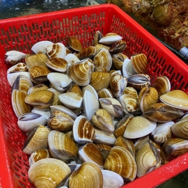 Ngao biển thiên nhiên 