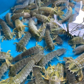 Tôm tít loại 2 ( sống ) 