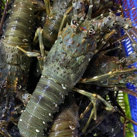 Tôm hùm xanh Việt Nam