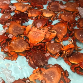 Cua Huỳnh Đế VN