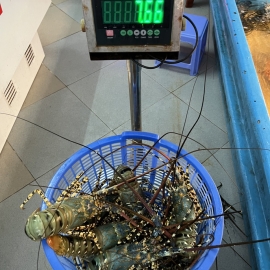 Tôm hùm bông Việt Nam