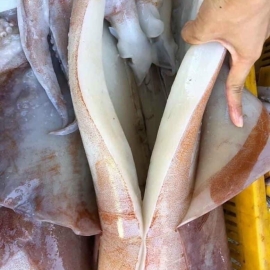 Mực lá đại dương đông lạnh