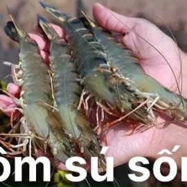 Tôm sú nuôi 30con/kg