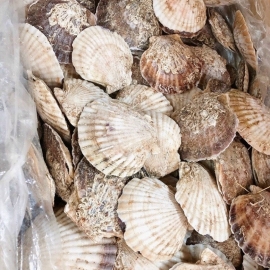 Sò điệp Nhật nguyên con - hàng tươi cấp đông