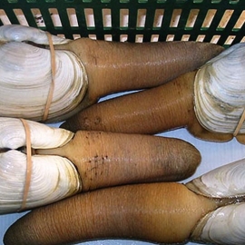 Ốc vòi voi Canada