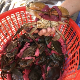 Cua thịt Cà Mau sống 