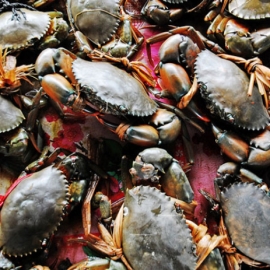 Cua gạch Cà Mau sống