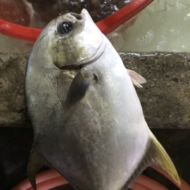 Cá chim trắng ( sống )