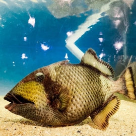 Cá bò giáp 