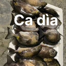 Cá dìa