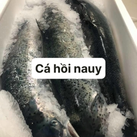 Cá hồi Nauy nguyên con