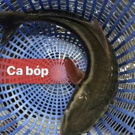 Cá  bóp
