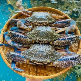 Ghẹ xanh Bình Thuận sống 