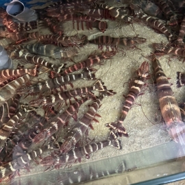 Tốm sú nữ hoàng thiên nhiên sống 4-9 con/kg