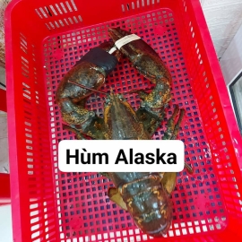 Hùm Alaska