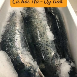 Cá Hồi Na- Uy tươi