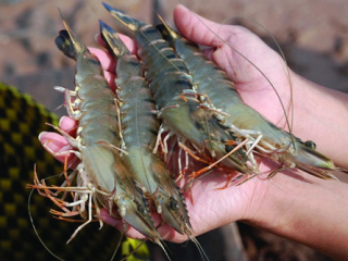 Cách chọn hải sản tươi ngon