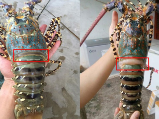 Cách chọn tôm hùm tươi ngon